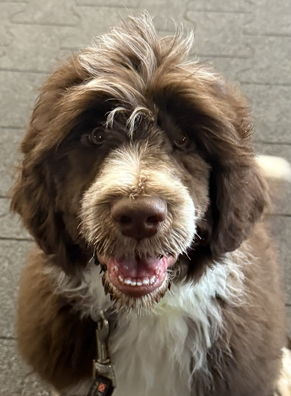 Brown Portuguese Water Dog